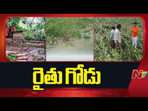 Immense Damage to Crops in AP and Telangana Due to Unseasonal Rains | NTV Telugu - NTVTELUGU