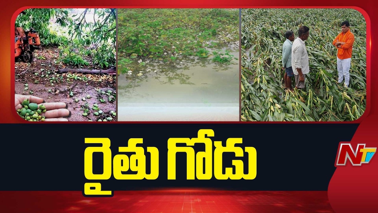 Immense Damage to Crops in AP and Telangana Due to Unseasonal Rains ...