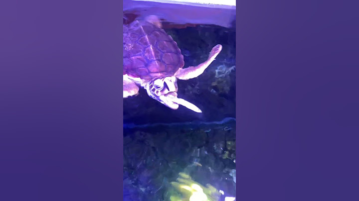 Being a Sea Turtle is Hard