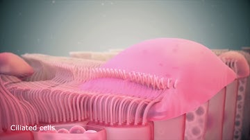 Ciliated cells 3D model
