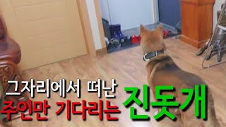 a dog anxiously waiting for its owner(koreajindodog)