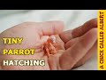 The smallest parrot youve ever seen  tiny egg hatching 2