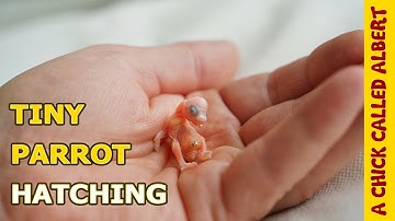 The Smallest Parrot you