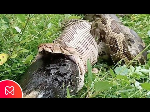 SNAKE EATS DOG IN INDIA