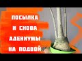 Опять посылка и опять подвои)