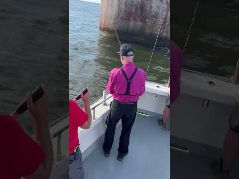 Striper Thrill!! #shorts #ChesapeakeBay #stripers #fishing #fish #charters