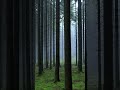 Dorian Kon – Misty Forest (3) (Official Music Video) #DorianKon #Instrumental #Nature #Relax