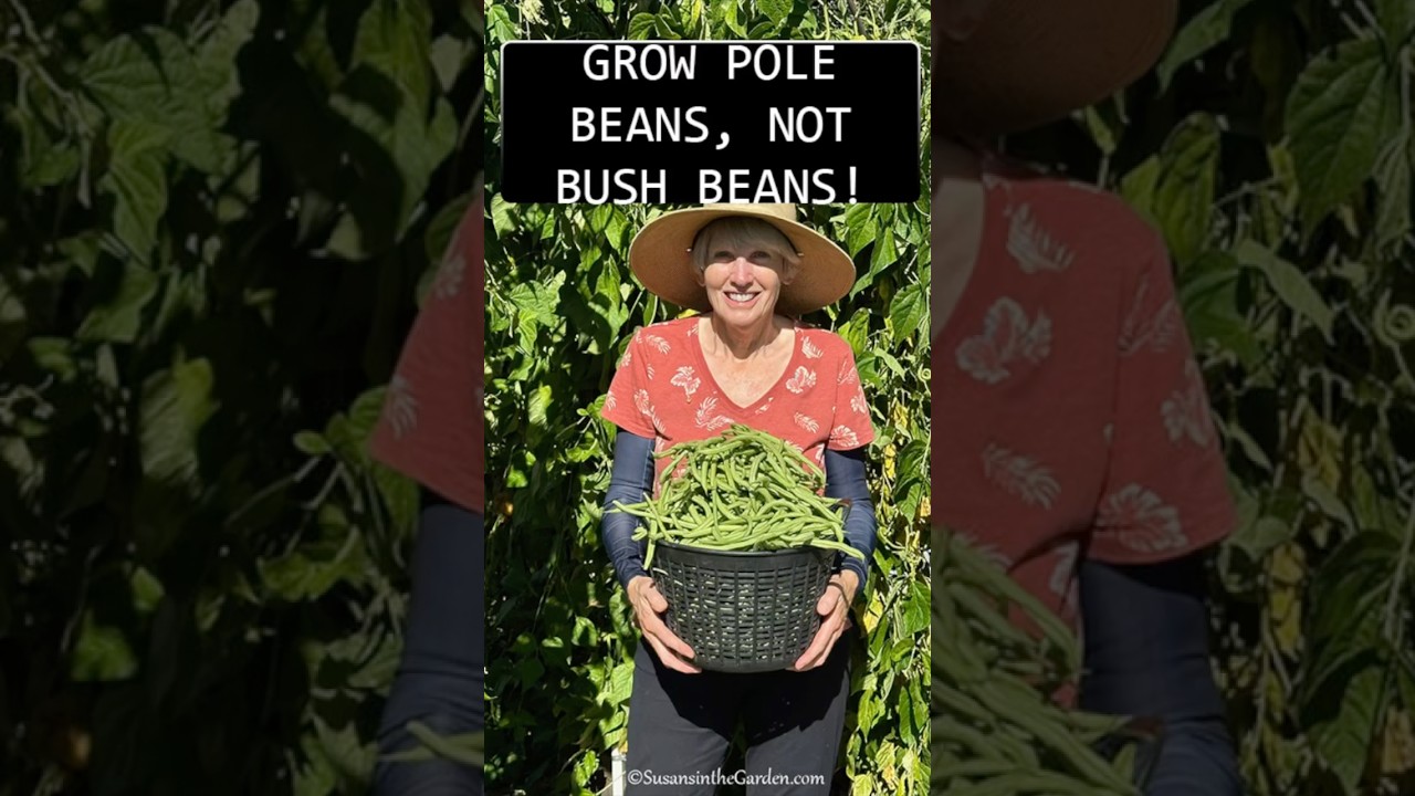 Want a bigger harvest? Grow pole beans! 