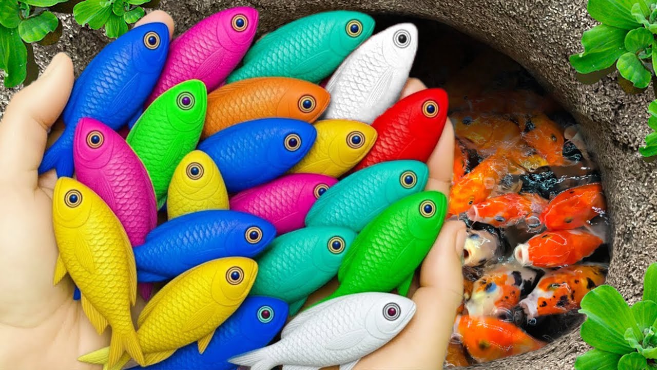 Catch beautiful aquarium fish in small pond baby turtles, eel, frogs, pencil fish, crab, iguanas🐬🐬