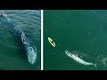 Gray whales surprise kayaker & some tips to see them from shore