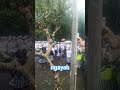 prosesi ke beji di pura petali #shorts