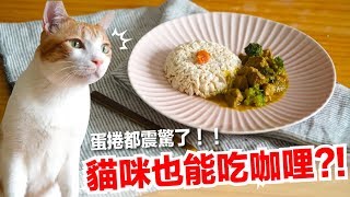 Lady Flavor is away? Cats can have curry rice?