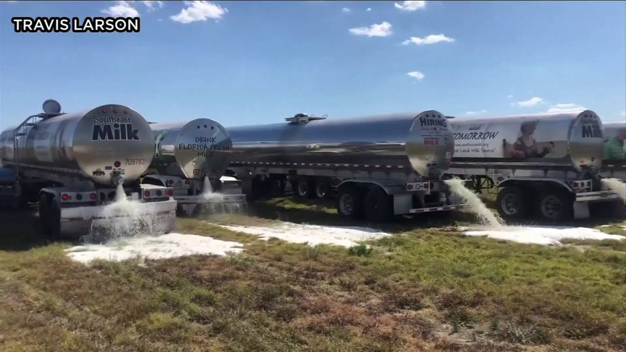 Farmers dump milk after low demand YouTube