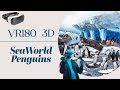 VR180 - Spend a minute with the Penguins at SeaWorld