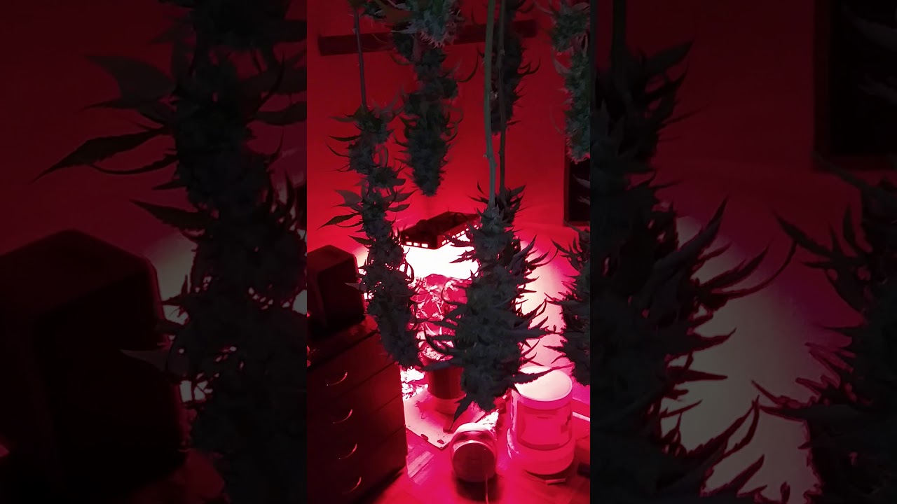 Week 13 Indoor Harvest! Platinum and Lemon Kush