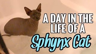 A Day In The Life Of A Sphynx Cat