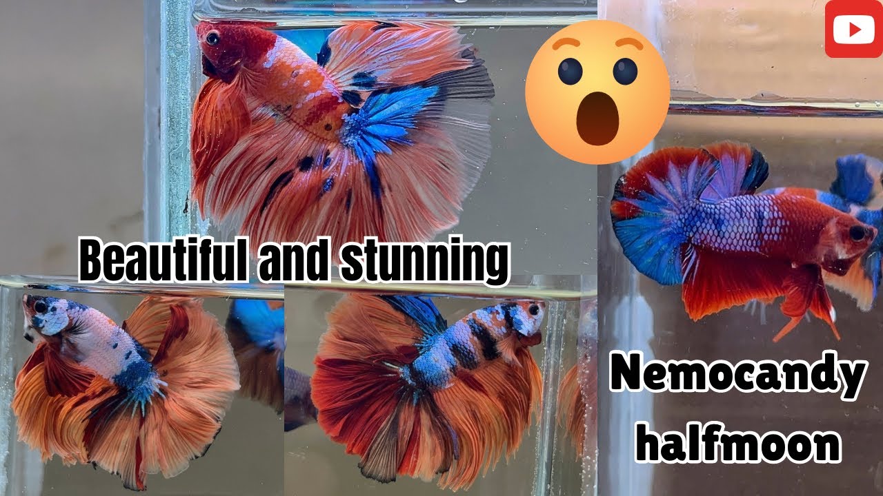 Stunning Nemo Candy Halfmoons – Grab Yours Now! 