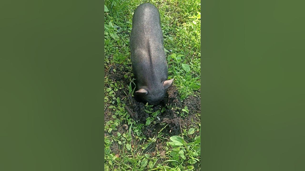 Маленькая вьетнамская свинка\Little Vietnamese Pig - YouTube