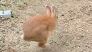 ガマンするほど高く飛び跳ねるうさぎ No.1356