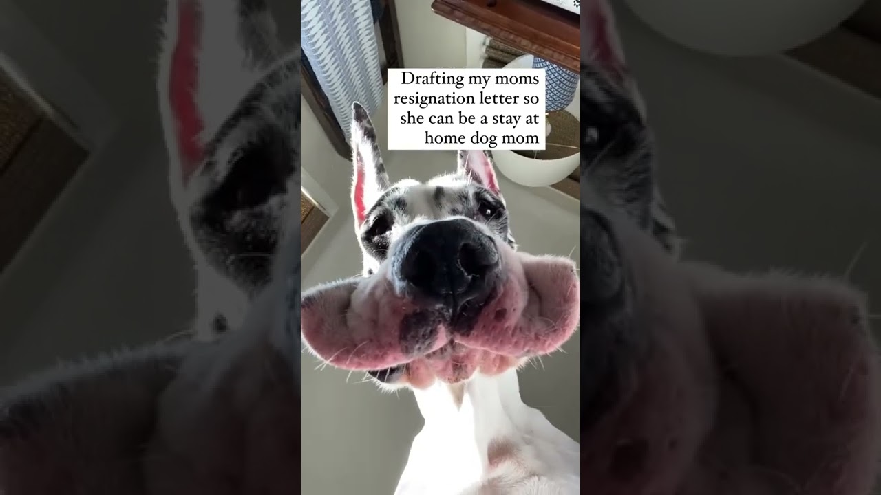 🐕 Funny Dog 🤣❣️Great Dane 🤯💥 