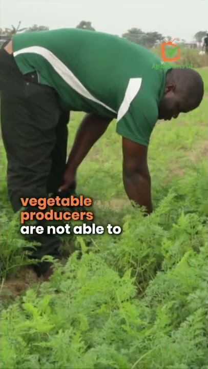 Benin: Processing vegetables to reduce losses