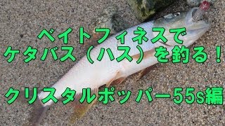 ベイトフィネスタックルでケタバス（ハス）を釣る！軽量＆ハイギアだから1日中釣りをしても疲れない！クリスタルポッパー55sを高速リトリーブして夏の琵琶湖ケタバストップウォーターフィッシングを楽しもう！