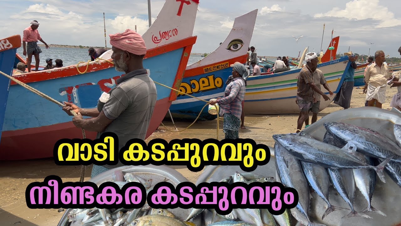 മീൻ ചാകര 😳കൊല്ലം വാടി കടപ്പുറം | നീണ്ടകര കടപ്പുറം kollam Vadi fishing harbour #fishing #harbour