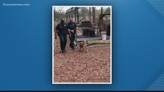 Famous Loyal dog never leaves missing 3-year-old's side after he wanders off in Suwannee County Net Worth