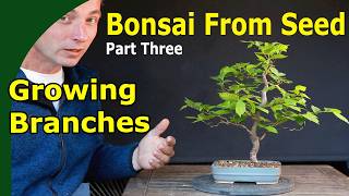 Grow a Bonsai from Seed? Part 3: Branches and canopy structure.