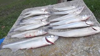 Pesca de Pejerreyes en el Río de la Plata, Hudson. #pesca #pejerrey #pescadeportiva #riodelaplata