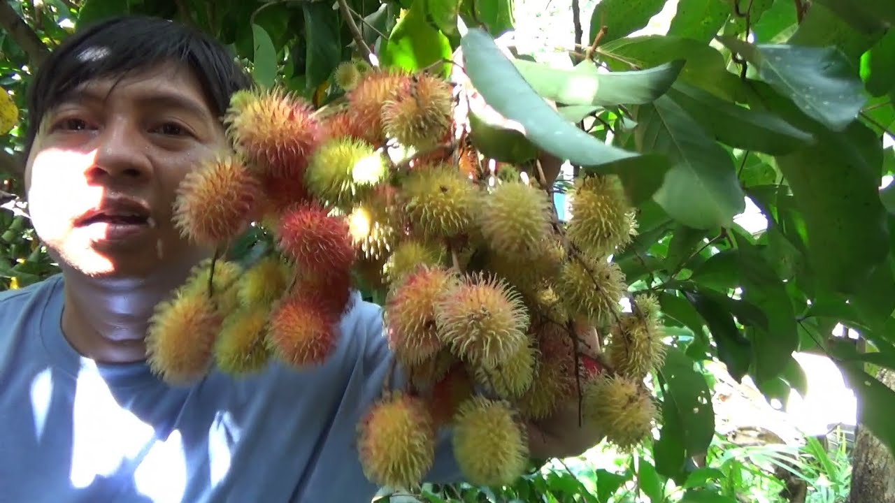 PANEN RAMBUTAN