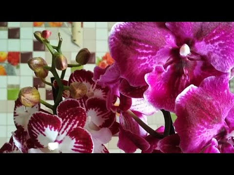 Где В Волгограде Можно Купить Орхидею Абба