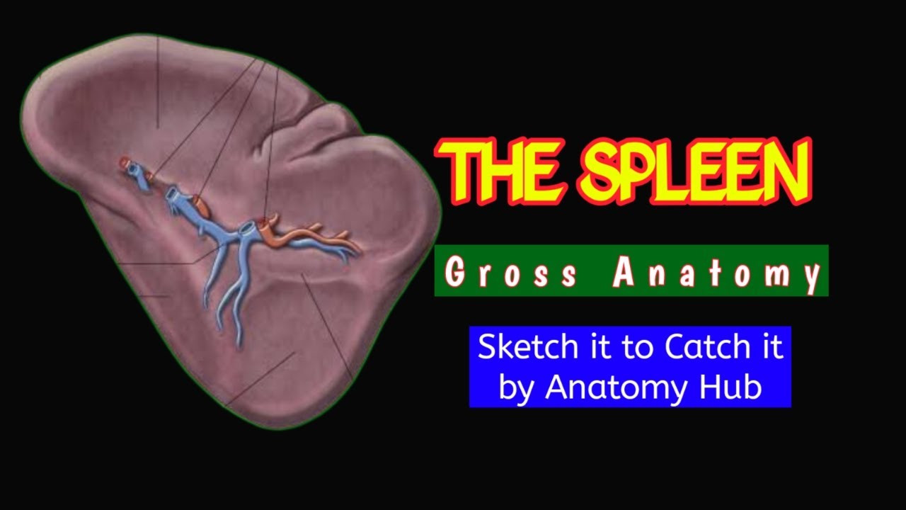 SPLEEN | ANATOMICAL STRUCTURES | By 