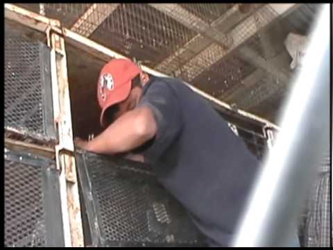 Pulling Birds Out Of Cages_ACI free video clips background