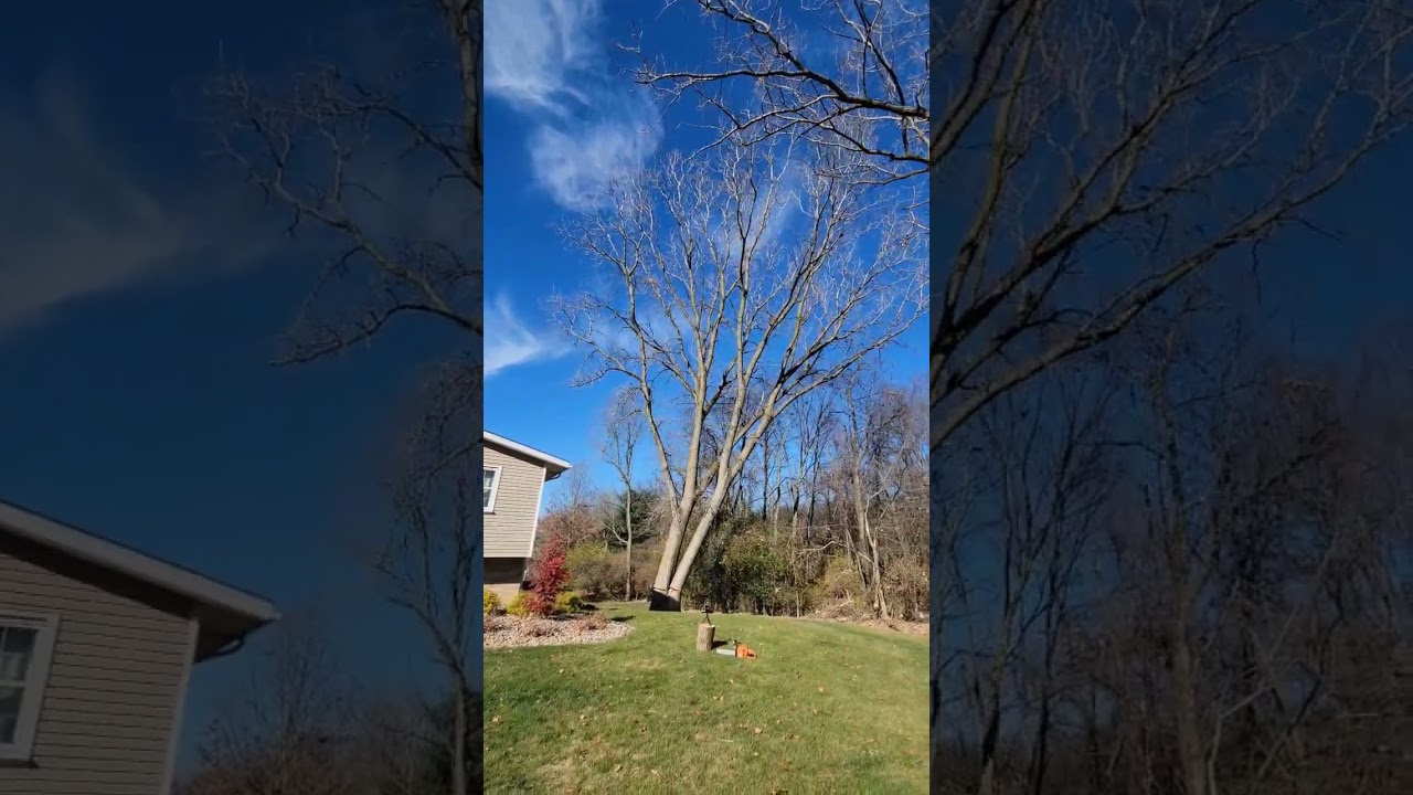 Sending a Pair of Cottonwood Trees into the Weeds