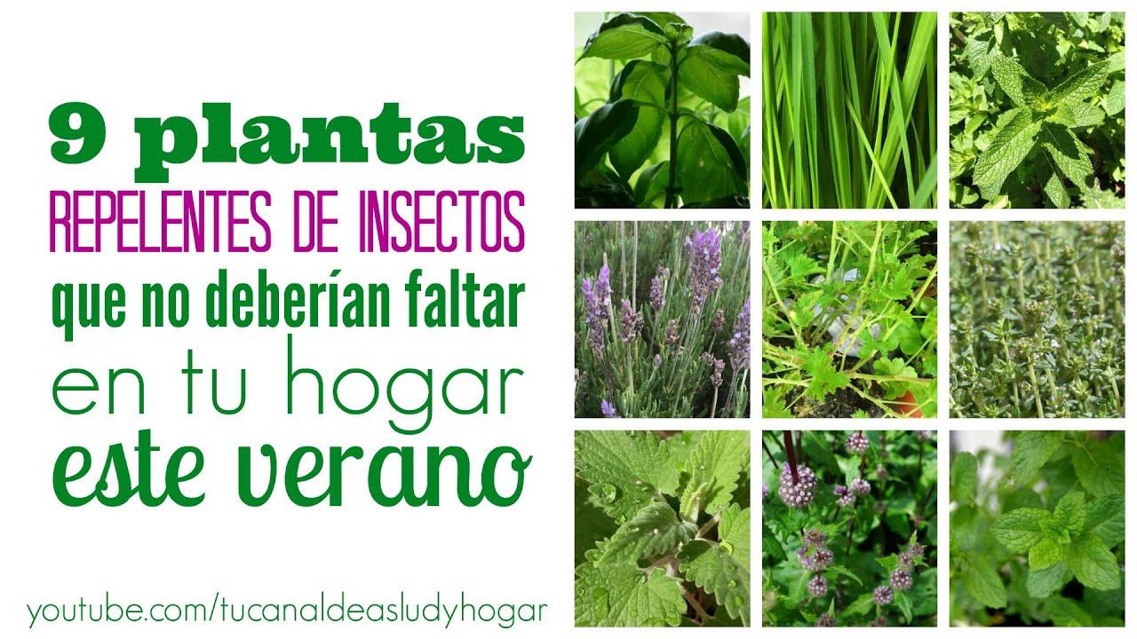 Pelitre planta usada para combatir insectos