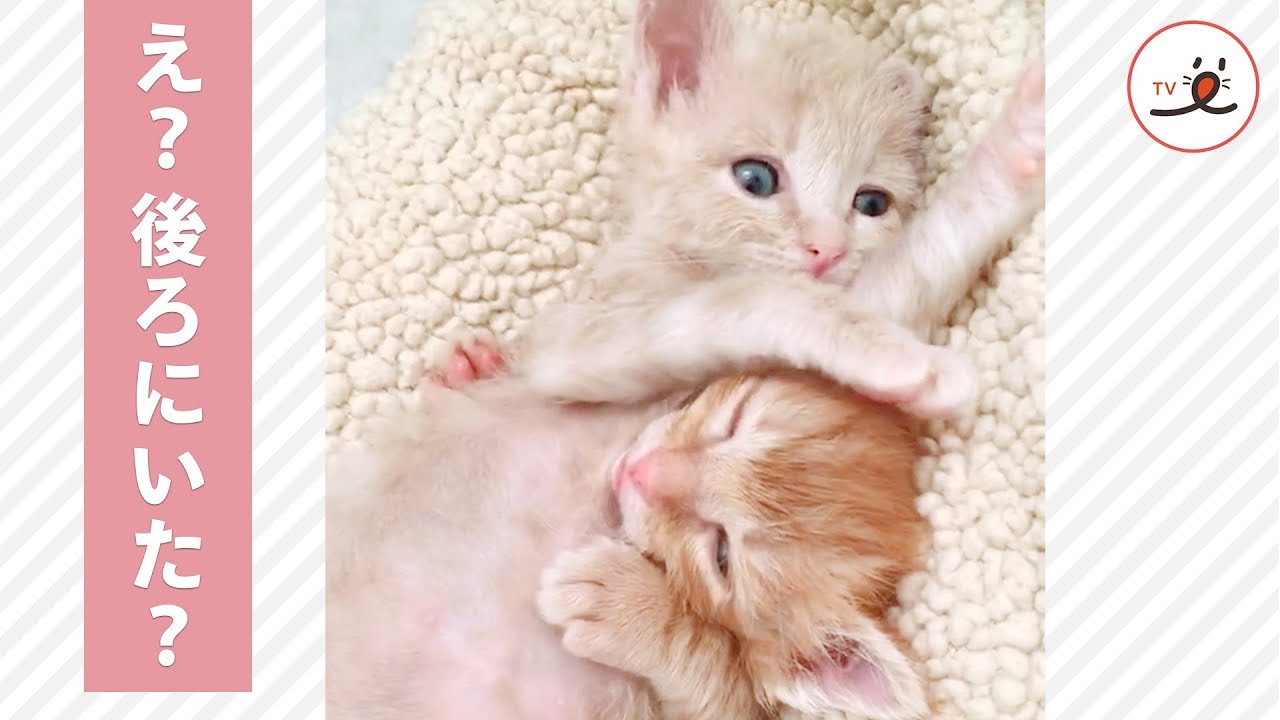 お昼寝中のニャンコの後ろからモゾモゾッ。くっつきすぎ子猫ちゃんズの