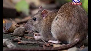 Scrub Typhus Rogi Badhe