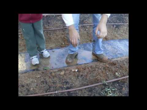 ביה"ס פרדס צפוני-הגינה האקולוגית שותלים ירקות