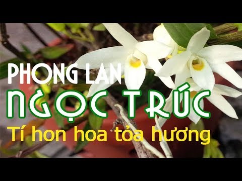 Phong Lan rừng, Ngọc Trúc Tây Bắc, hoa tỏa hương thơm | Foci