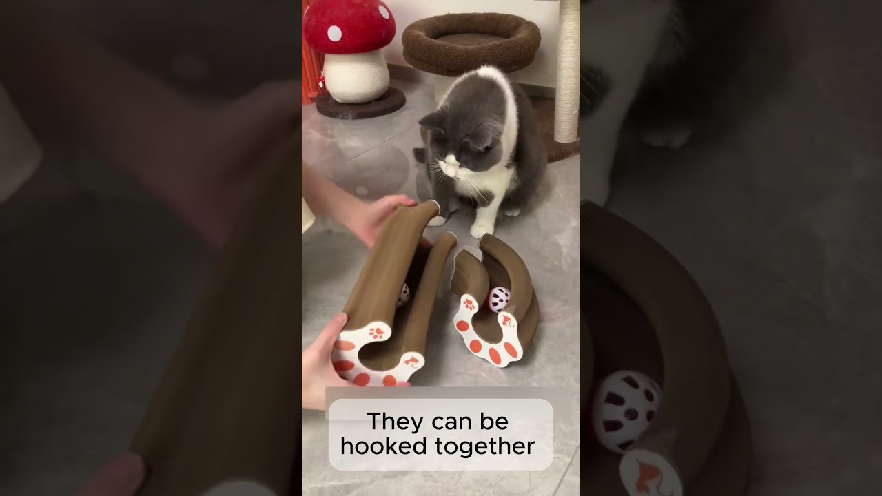 Magic Trick or Cat Hypnosis? 