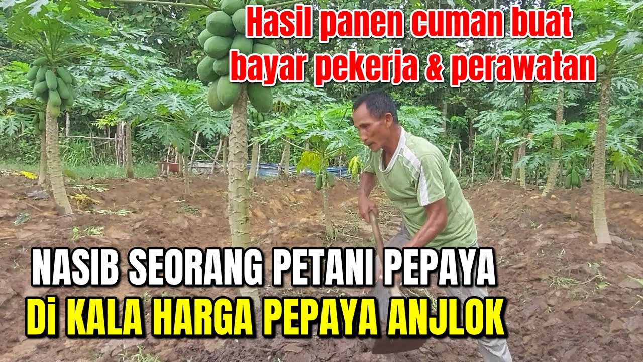 BUDIDAYA PEPAYA CALIFORNIA || HARGA ANJLOK TAPI TETEP SABAR DAN TERUS MELAKUKAN PERAWATAN
