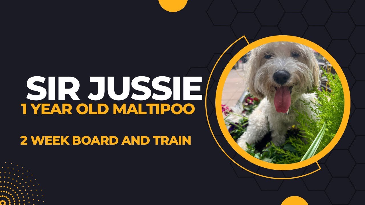 Best Dog Training in Chicago! 1 year old Maltipoo, Sir Jūssie! YouTube