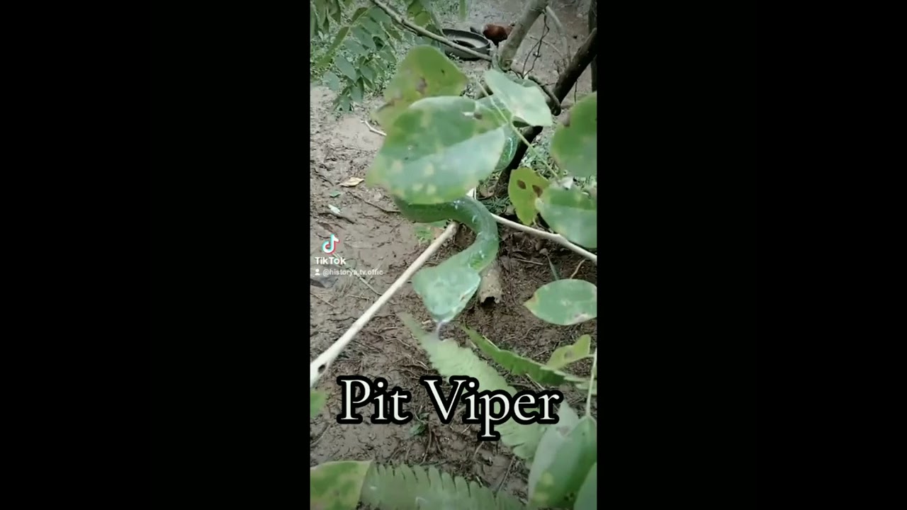Viral Video of Snake attack December 2023 Incident