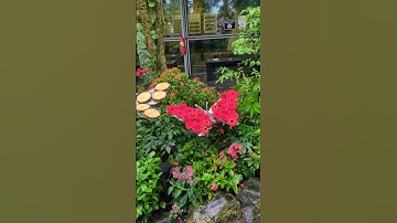 Thumbnail of #singapore #changiairport #butterfly #garden #nature #flowers #tour