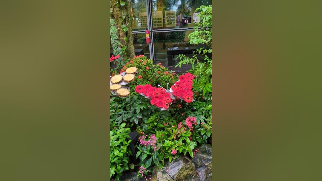 #singapore #changiairport #butterfly #garden #nature #flowers #tour