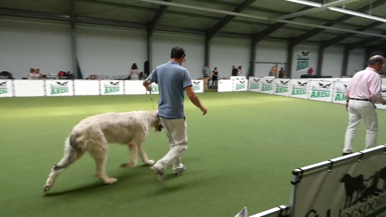 Moritz vom Alpetal Irish Wolfhound