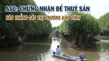 Cà Mau: Mô hình tôm - rừng đạt chuẩn ASC | VTV CẦN THƠ