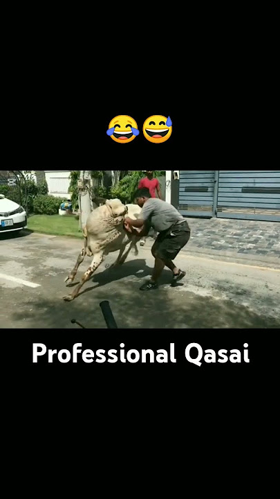 Professional Qasai 😅😄 | Qurbani 2025 | #trending #cow #qurbanvlogs #shortvideos #funny #animals