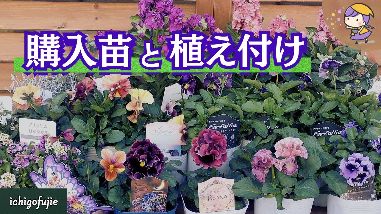 ガーデン ガーデニング Gardening] Introducing purchasing seedlings and planting